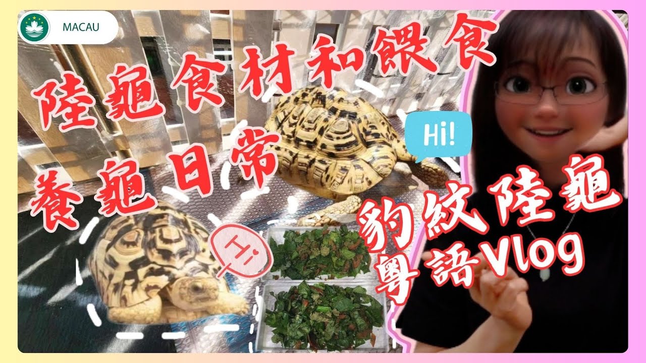 🇲🇴🐢│粵語Vlog│家有爬寵│養龜人都在忙什麽?日常餵食和陸龜食材分享 !