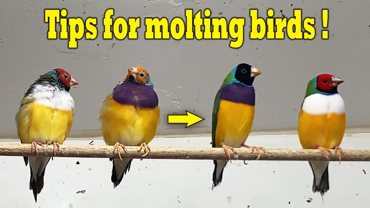 How to help your birds molt ! (ft. birdnerd) | Molting tips