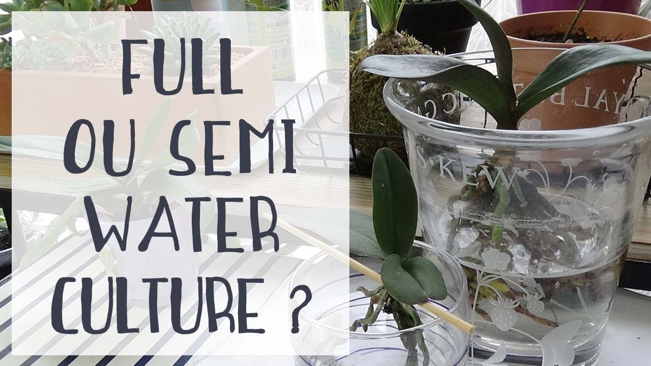 Full Water Culture ou Semi Water Culture ?