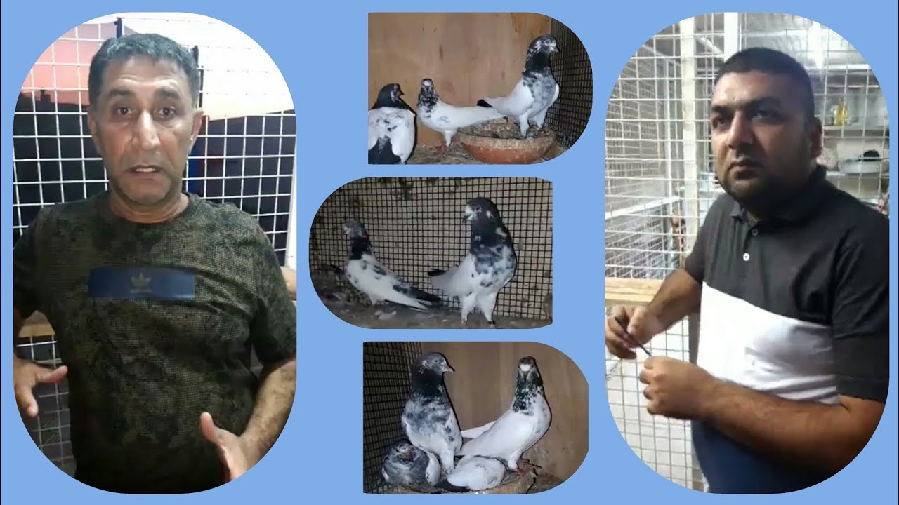 Ustad Ahmad Qamer or Ustad Baba Sakandar kabotroon ky mutalik baatain btaty huy | Pakistan Pigeons
