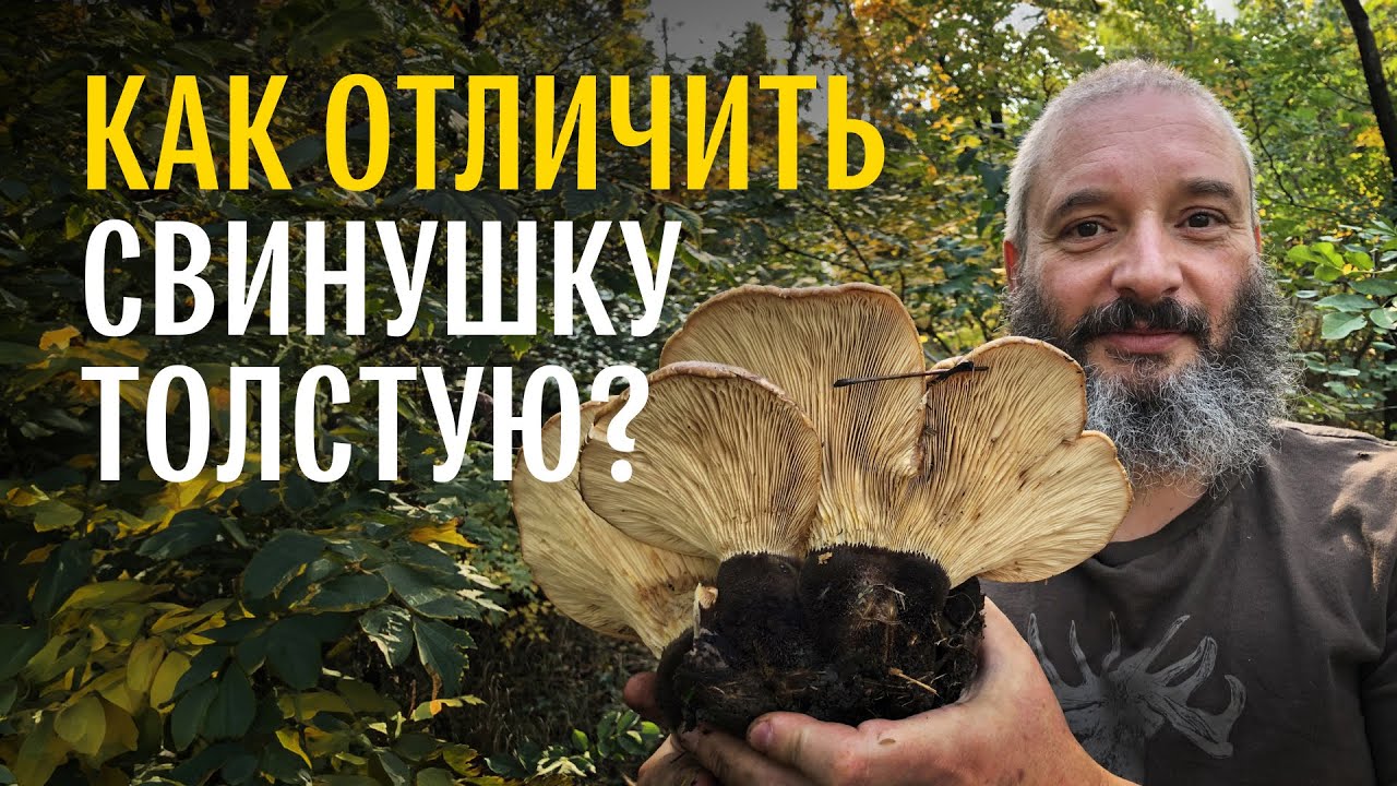 Что такое «глухие» грибы и съедобны ли они? Свинушка толстая. Михаил Вишневский