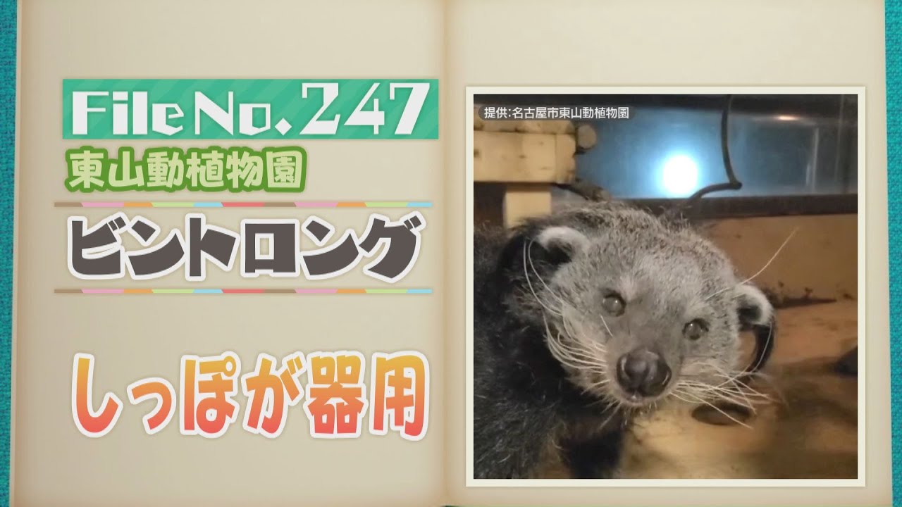 しっぽが器用！東山動植物園の珍獣ビントロング【どうぶつZOO鑑】2025年4月25日放送