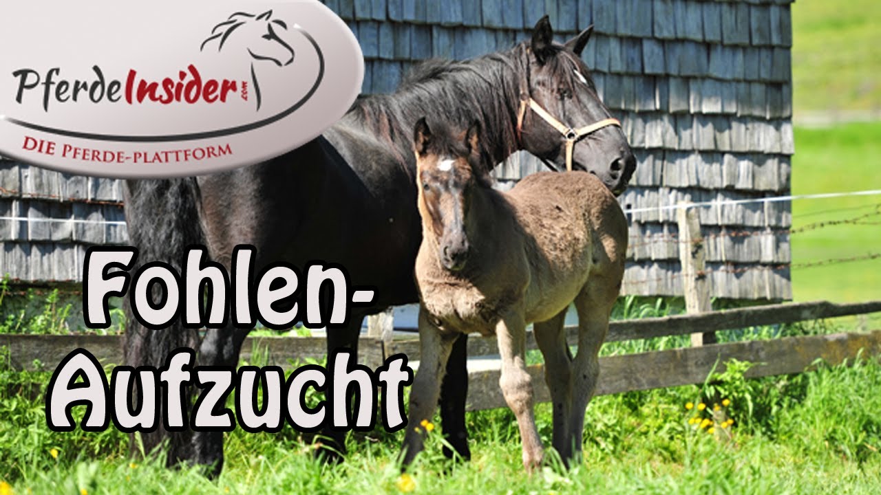 Sandra Fencl informiert: Wichtige Aspekte zur artgerechten Fohlenaufzucht