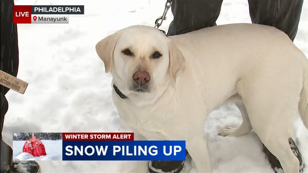 Dog greets Katherine Scott during snow coverage in Manayunk