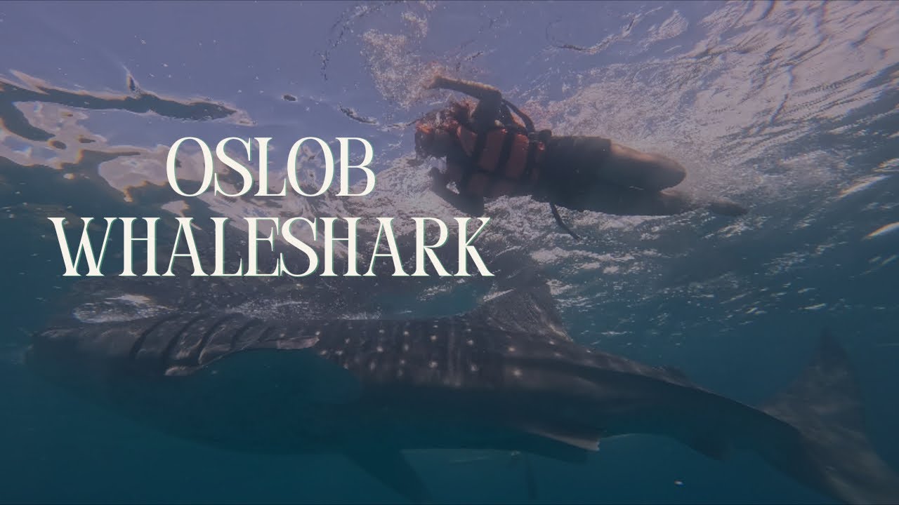 OSLOB SWIM WITH the GENTLE GIANT of OSLOB CEBU