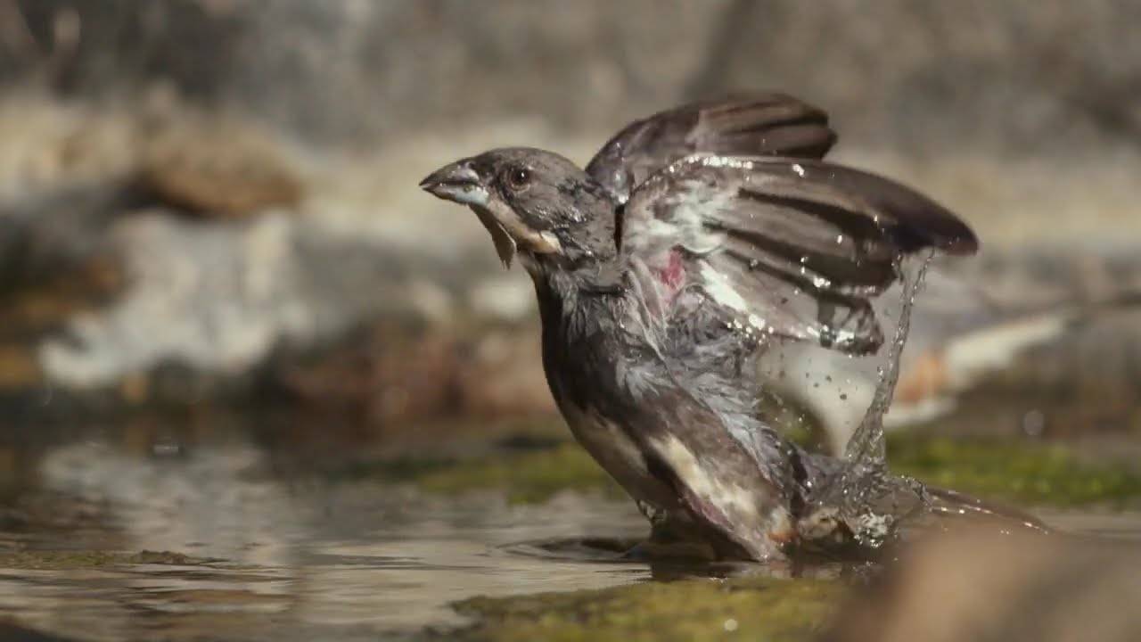 Alas | Aves granívoras