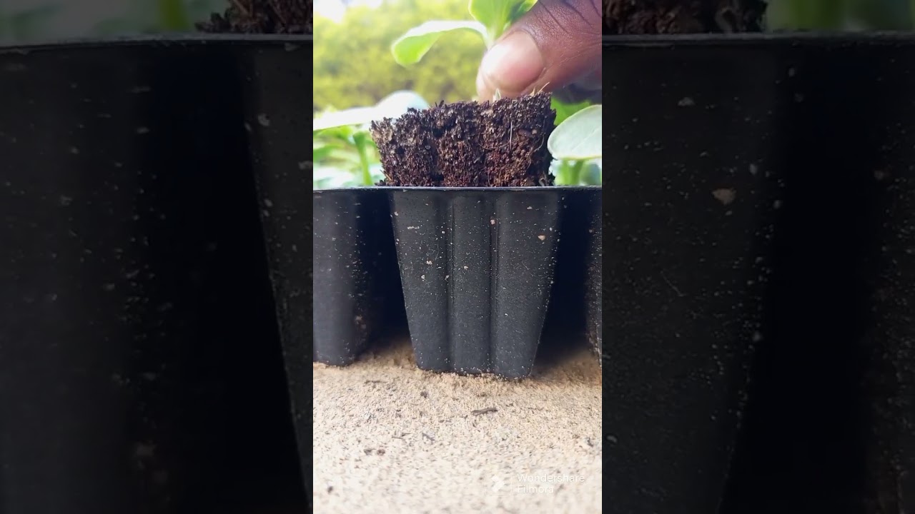 Cucumber Nursery #viral #trending #shorts #farming #krishi #agriculture #khira #nursery