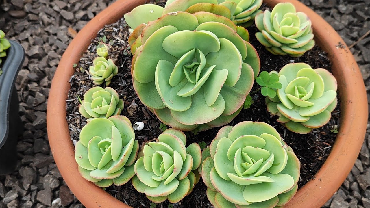Replantando a suculenta Momoca ou Mandala Citrus