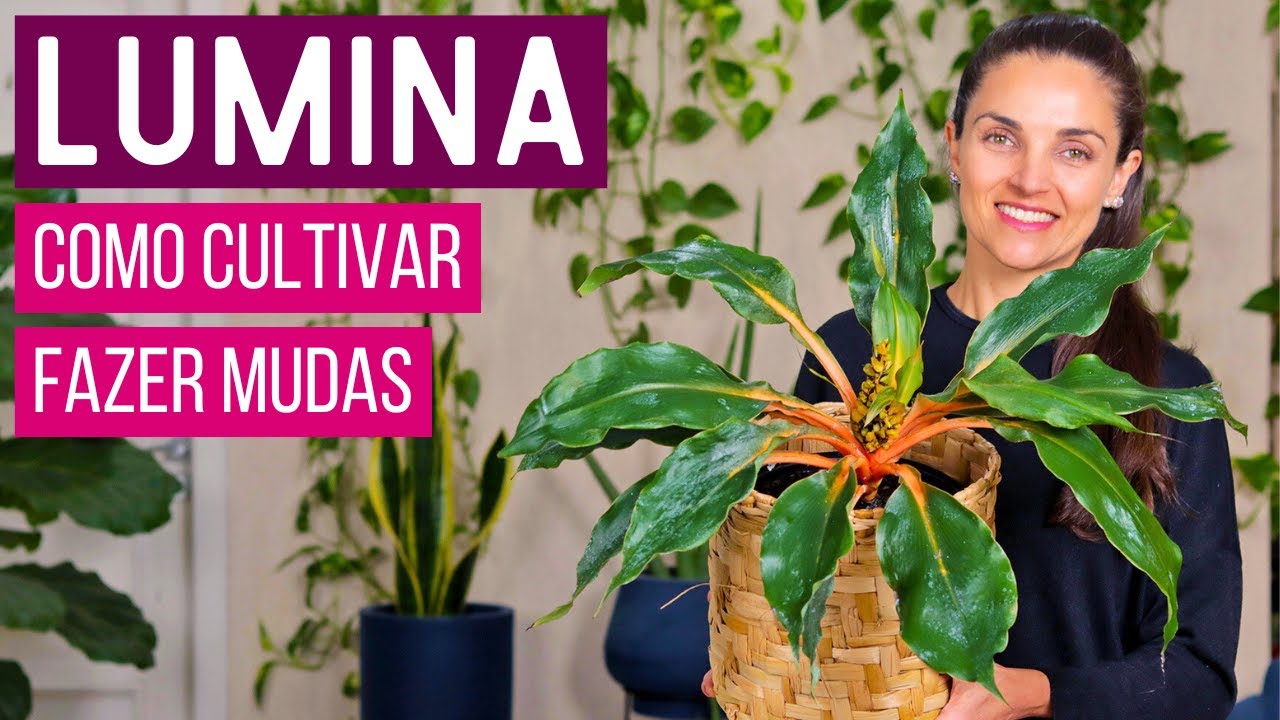 LUMINA - uma PLANTA com COR ÚNICA para sua DECORAÇÃO