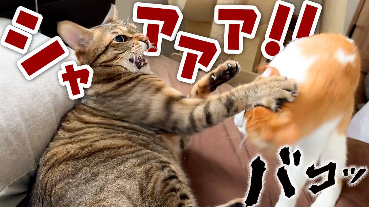 先輩の猫にキレられて子猫がめちゃくちゃ落ち込んでしまいました。