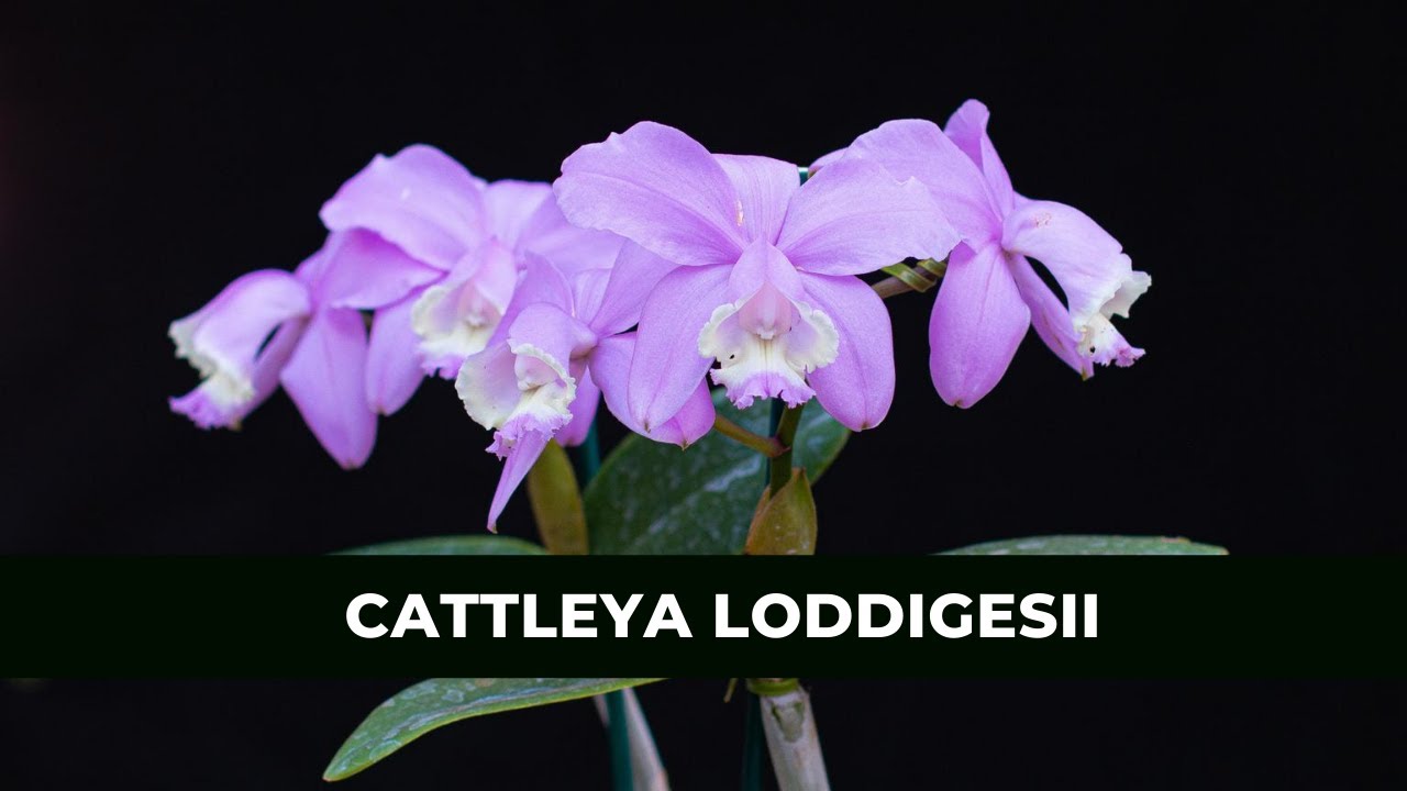 Orquídea Cattleya Loddigesii