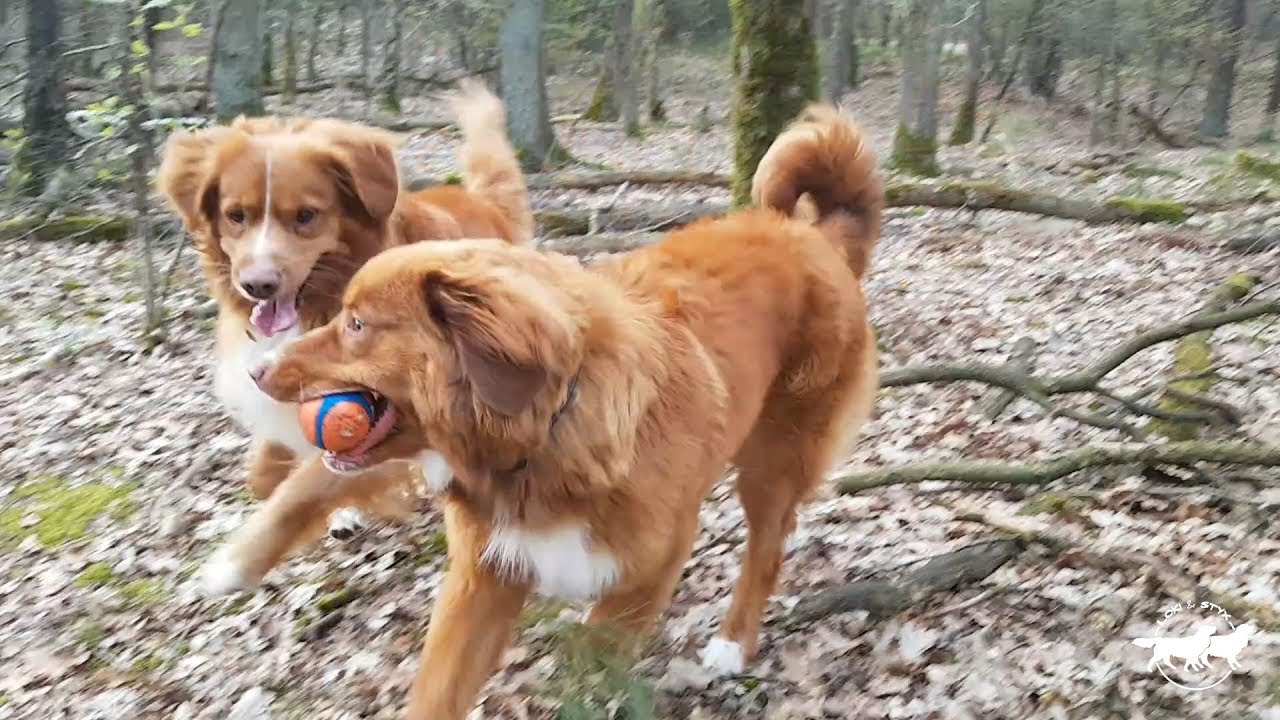 Two Happy Dogs - Fun in the forest with Duck Tollers