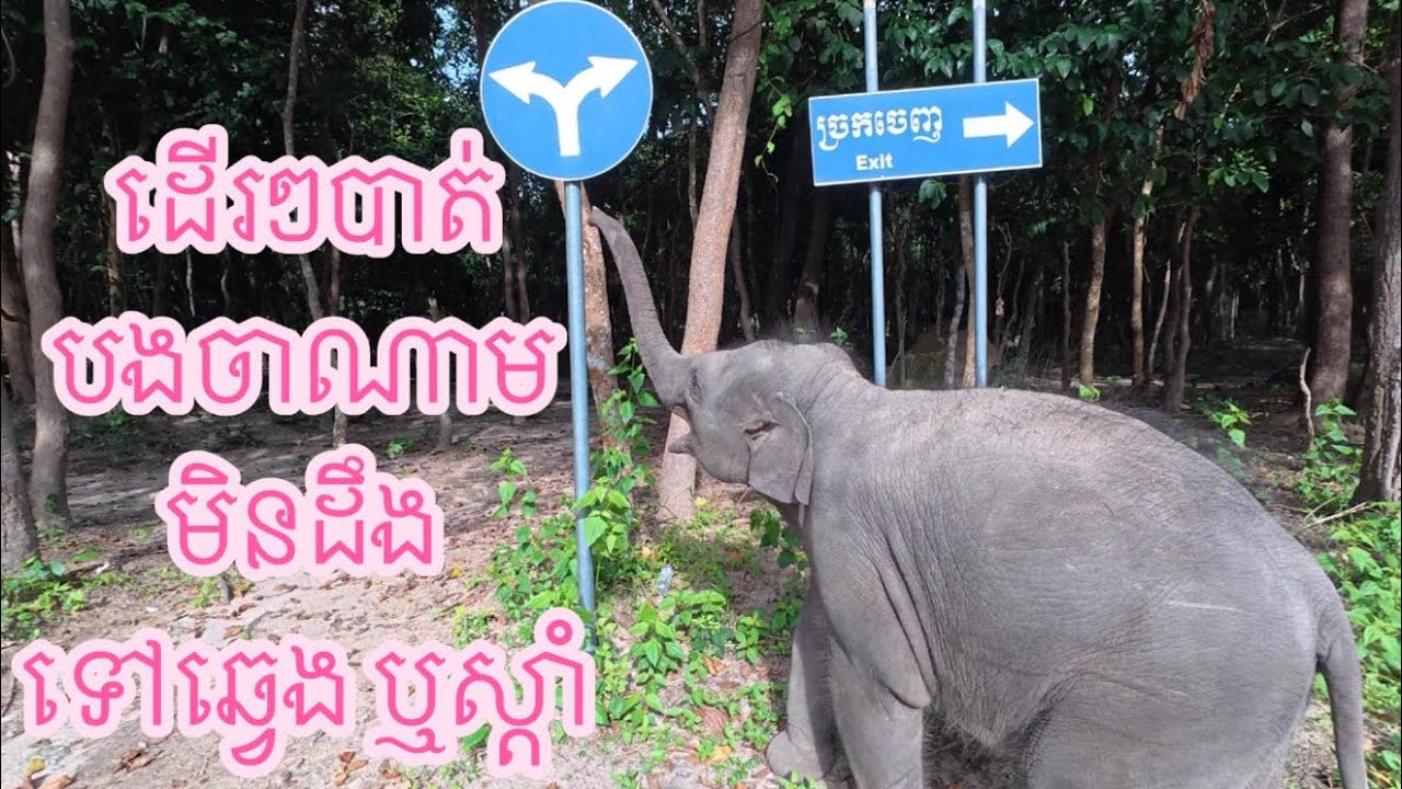 លំផាត់ដើរៗបាត់ចាណាមការពិតចាណាមពួនសោះ,Lomphat couldn’t find Chanam.Actually, Chanam was just hiding.
