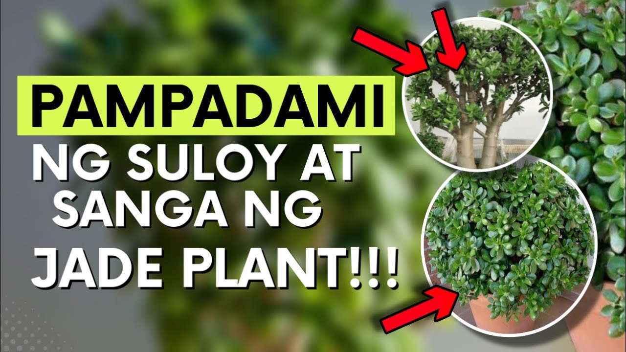 HOW TO TAKE CARE OF JADE PLANT!