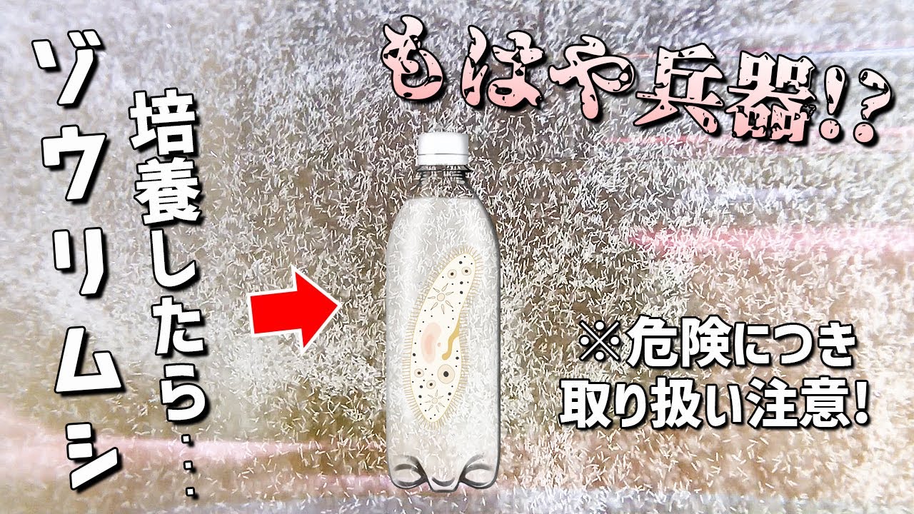 メダカのハリコ（稚魚）に最適な活餌「ゾウリムシ」培養の際に絶対に注意すべきたった1つの事！【ビオトープ/究極の落とし穴】