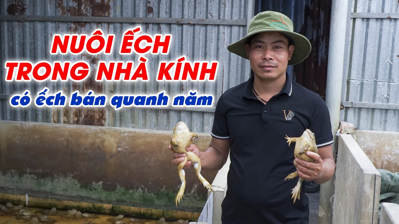 Độc đáo với mô hình nuôi ếch trong nhà kính kết hợp nuôi trong vèo lưới - Có ếch bán quanh năm