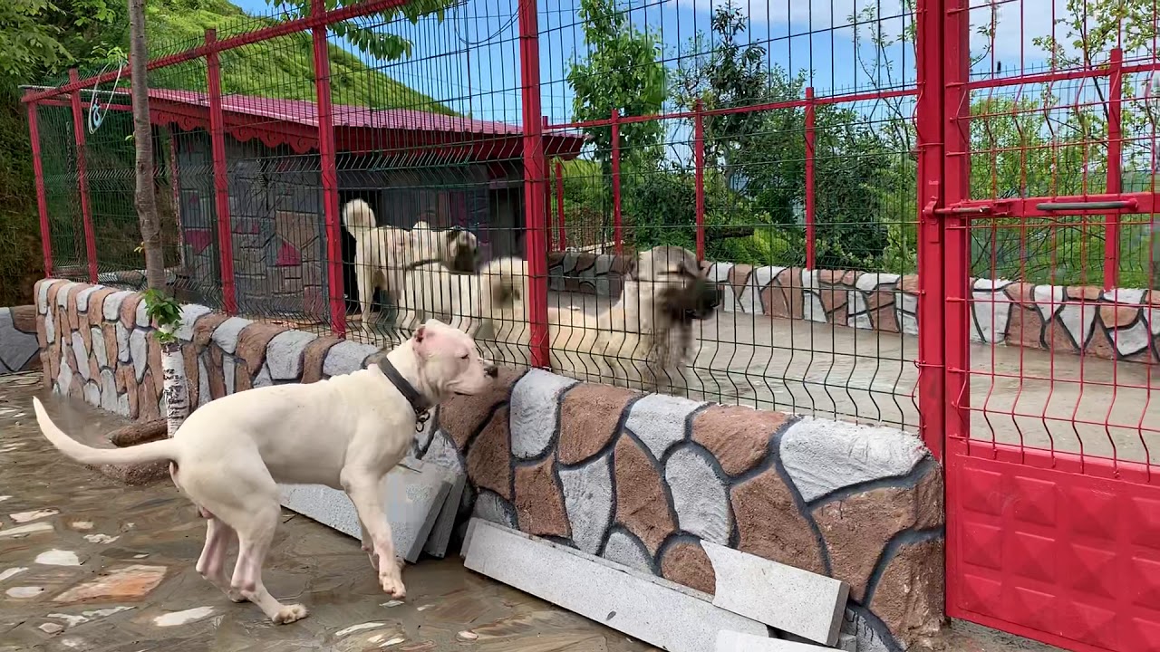 DOGO ARGENTİNO ESCOBAR TEK BAŞINA DOLAŞMAK İSTEMİYOR