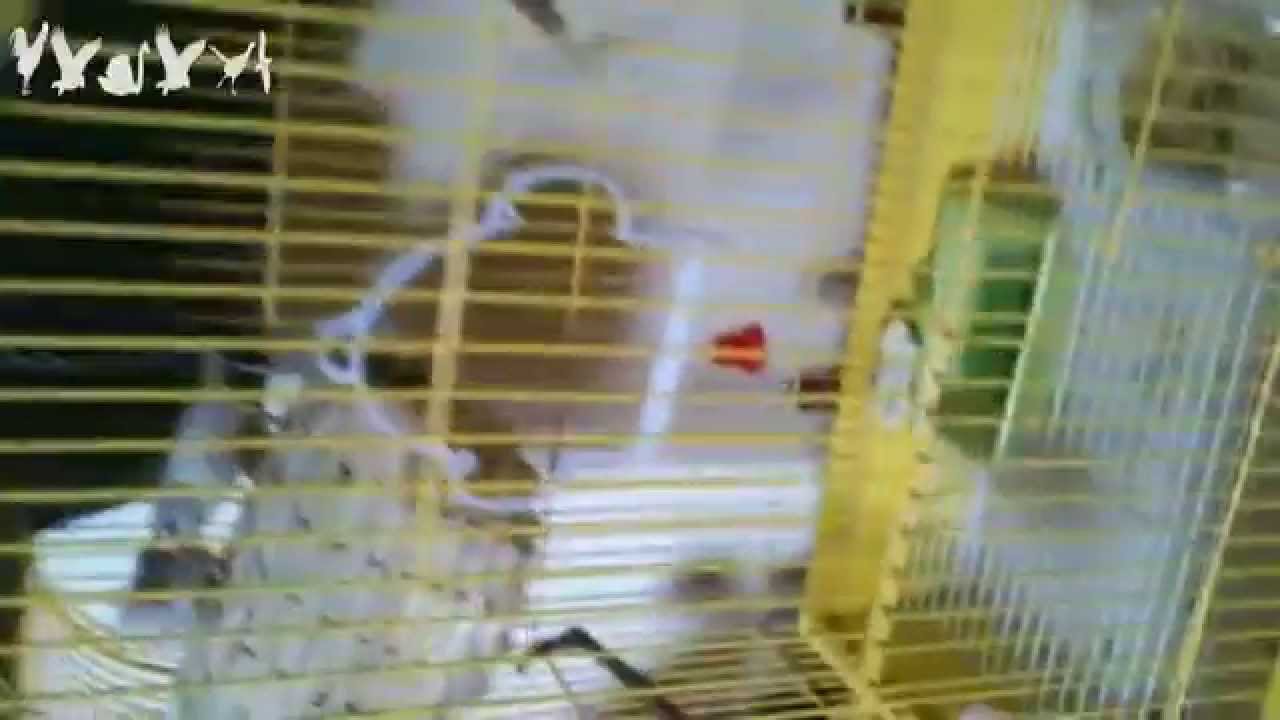 Zebra Finch