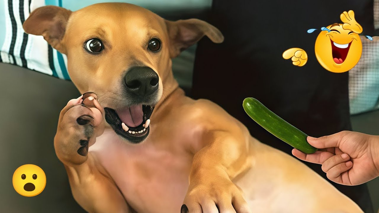 You Won’t Stop Laughing 🤣🦮 | Funny Dogs Compilation 2026 #25