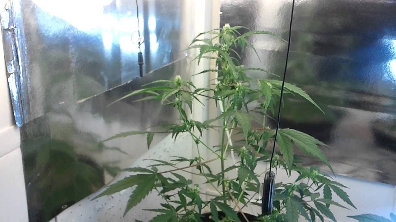 Narcotic Kush Automatic Day 41....