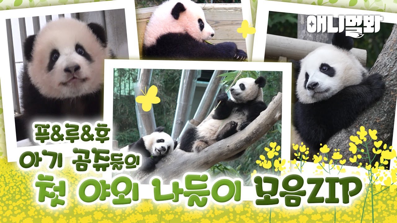 가을 맞이 푸루후 곰쥬들 왔어요🐼 I Fu, Rui, Hui Bao Sisters Are Here!