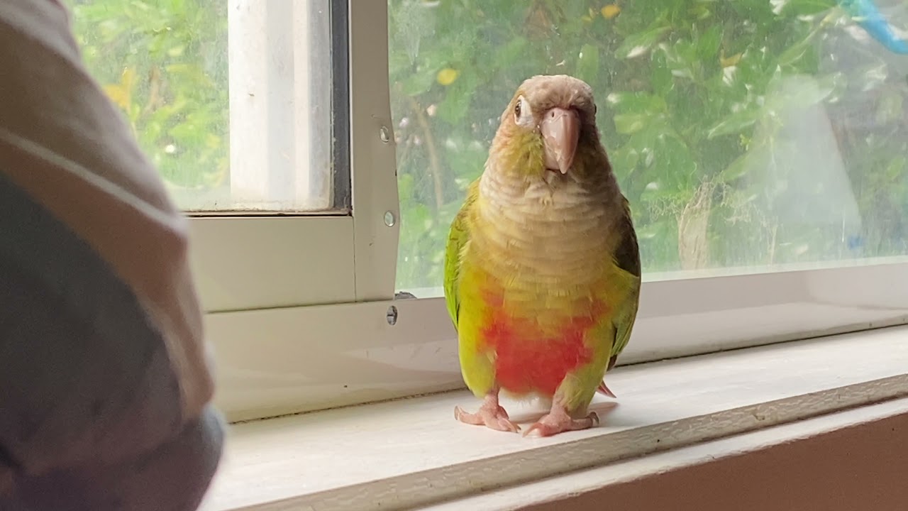 Mitthu satisfied chirps, conure sounds #viral #viralvideo #birds #conure #greenscreen #viralshorts