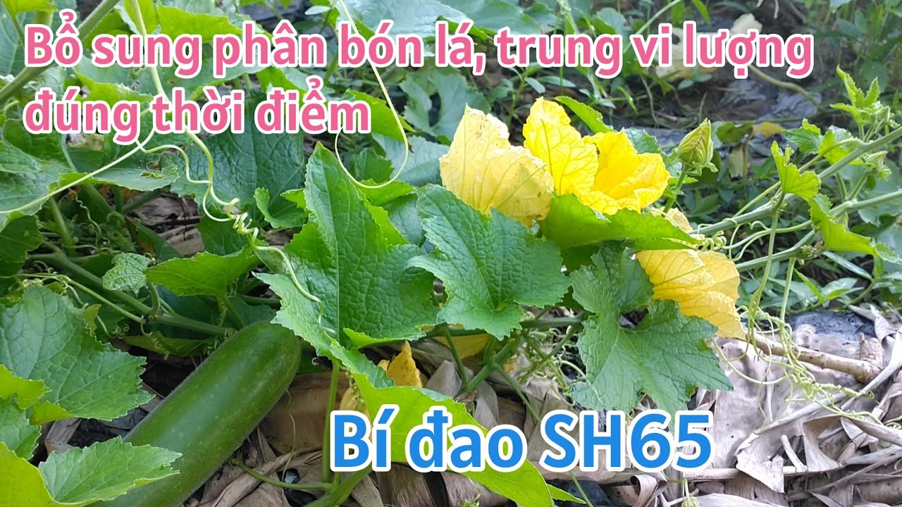 Kỹ thuật trồng bí đao SH65: Bổ sung phân bón lá và vi lượng từng giai đoạn giúp tăng năng suất