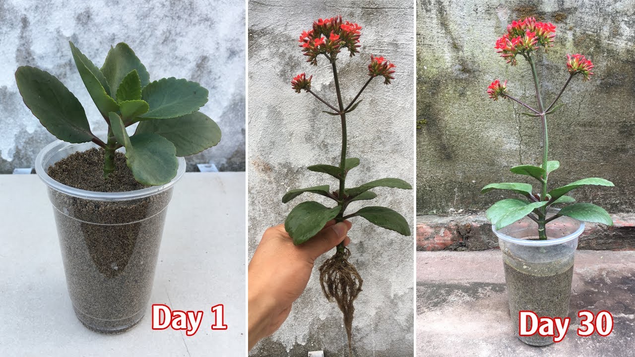 Tips for propagating kalanchoe cuttings with sand | how to grow kalanchoe from cuttings