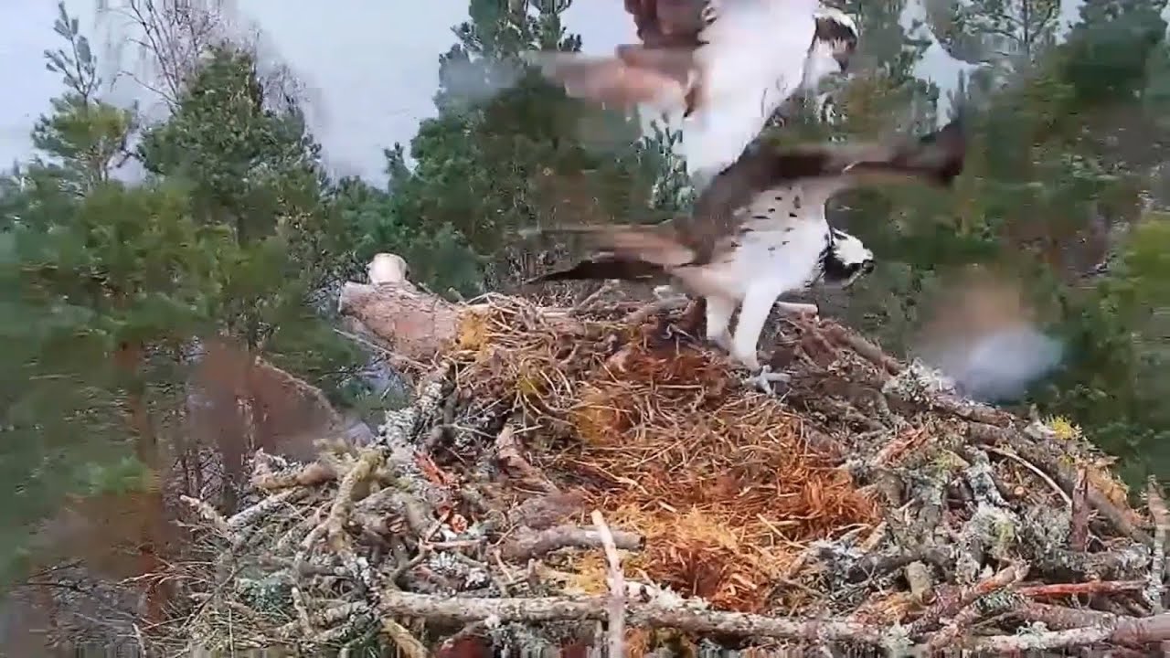 NC0 gets a visit from a potential suitor on Loch of the Lowes Osprey nest but who is it? 27 Mar 2025
