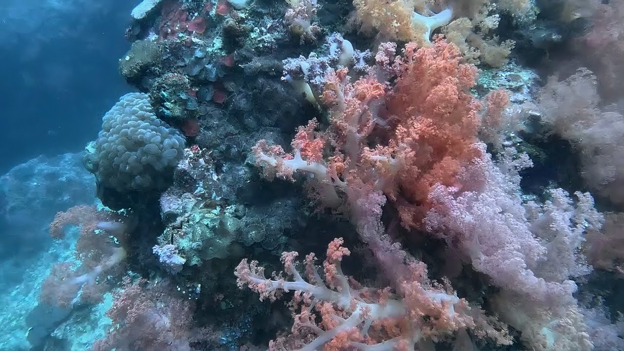 What's Hiding Under Gato Island, Philippines 4K (2160p)