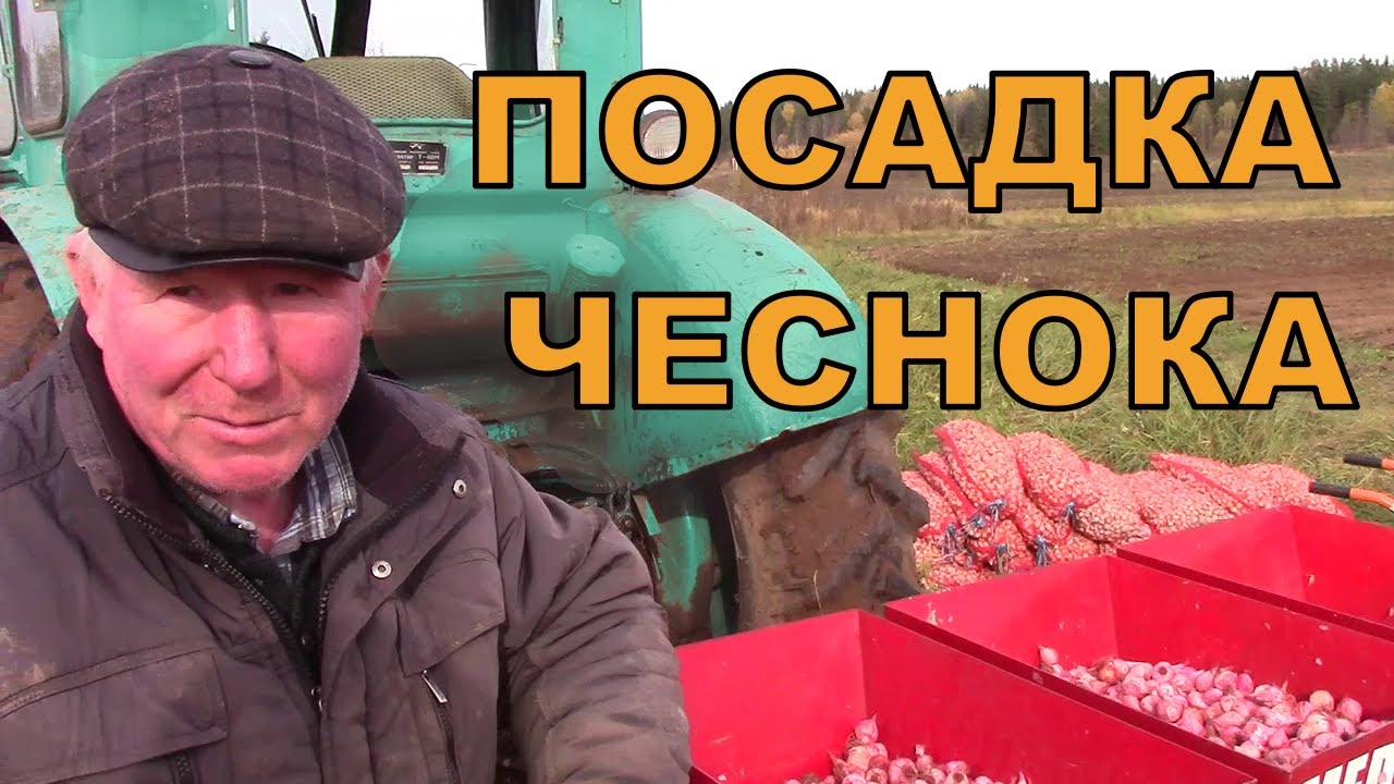 МЕХАНИЗИРОВАННАЯ ПОСАДКА ЧЕСНОКА ТРАКТОРОМ Т40
