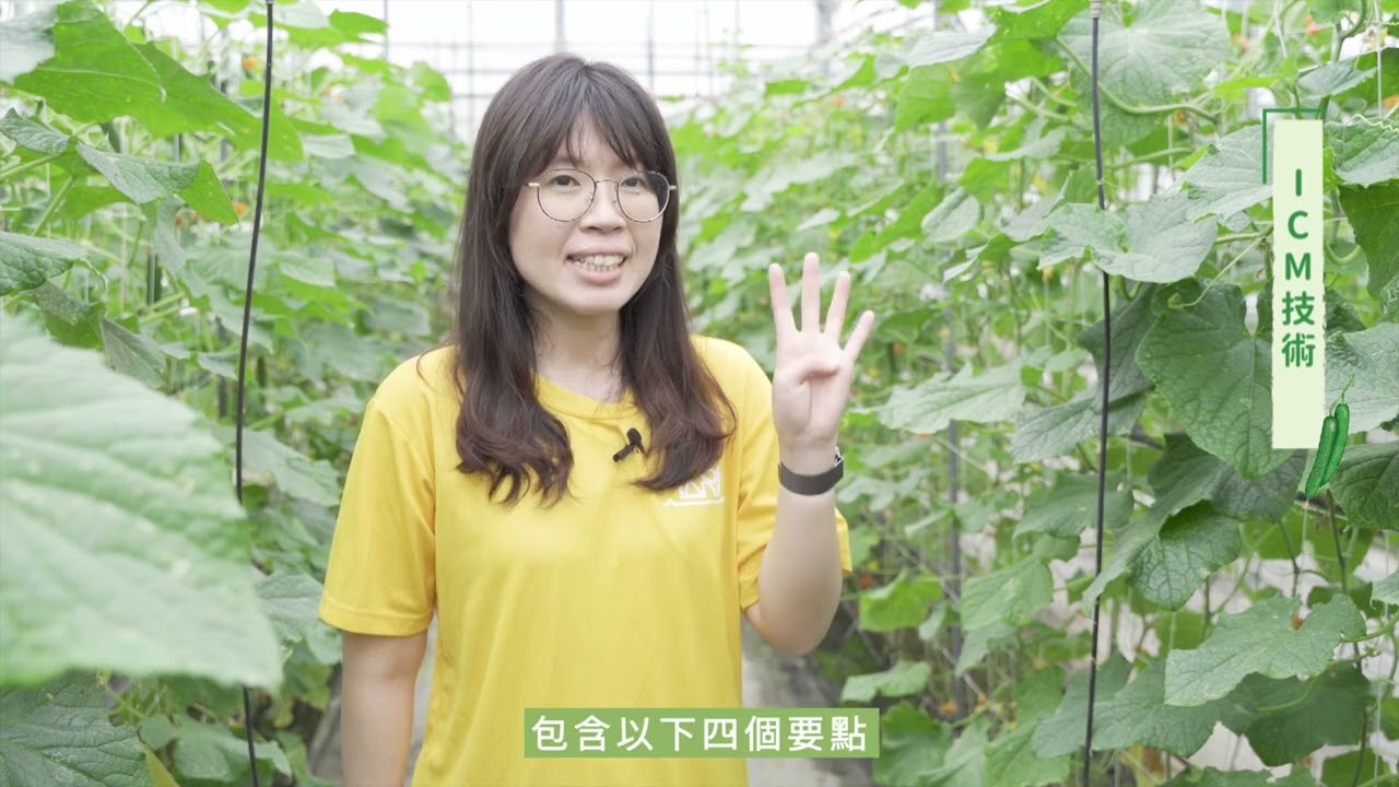 設施作物栽培系列_用了設施 小胡瓜頭好壯壯頂瓜瓜