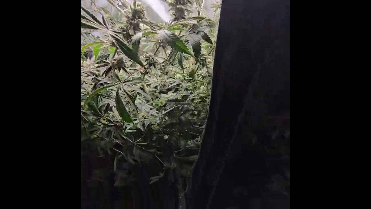 250$ budget tent last look at the platinum kush before harvest
