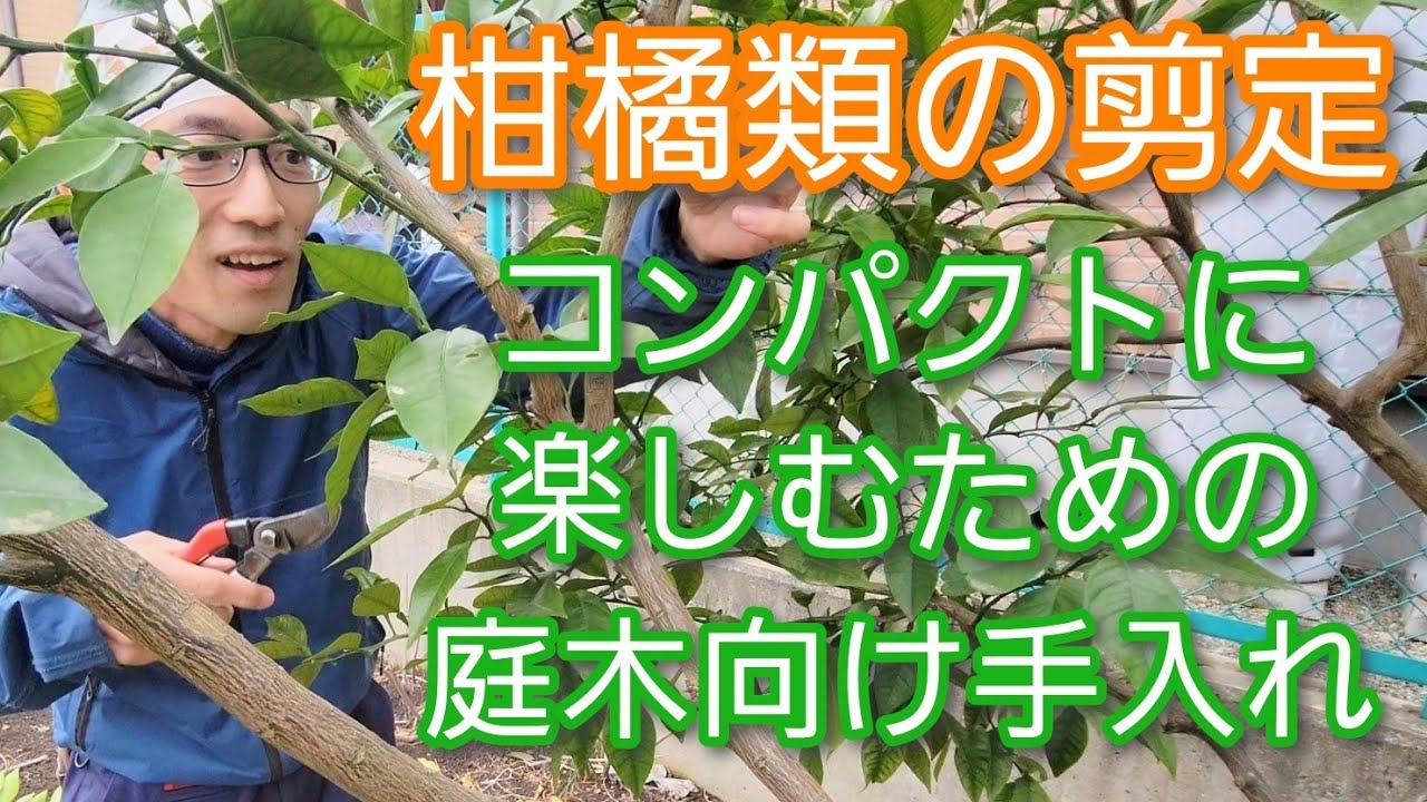 【柑橘類(かんきつ)の剪定～春編～】庭木でコンパクトに実も楽しむための手入れ方法(2023年3月)🌳🍊