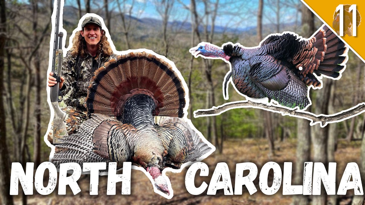 RIGHT OFF THE ROOST! - Public Land MOUNTAIN GOBBLER!