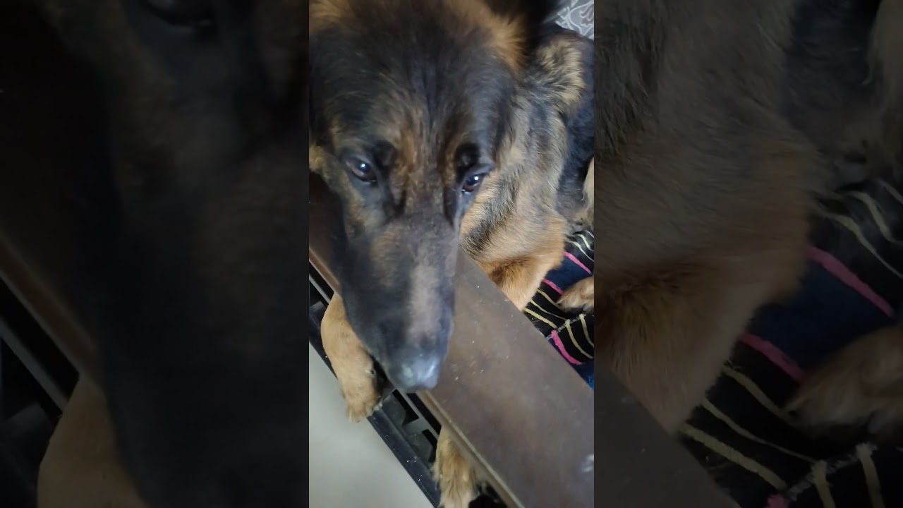 cococo 😍😍 #trending #viral #love #trendingshorts #viralvideo #viralsong  #shorts # #ytshorts