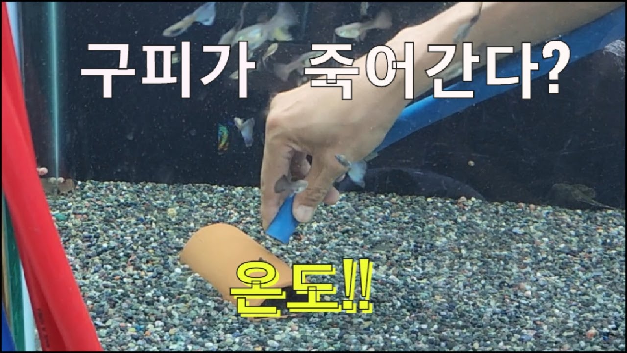 구피가 이유없이 죽어간다?