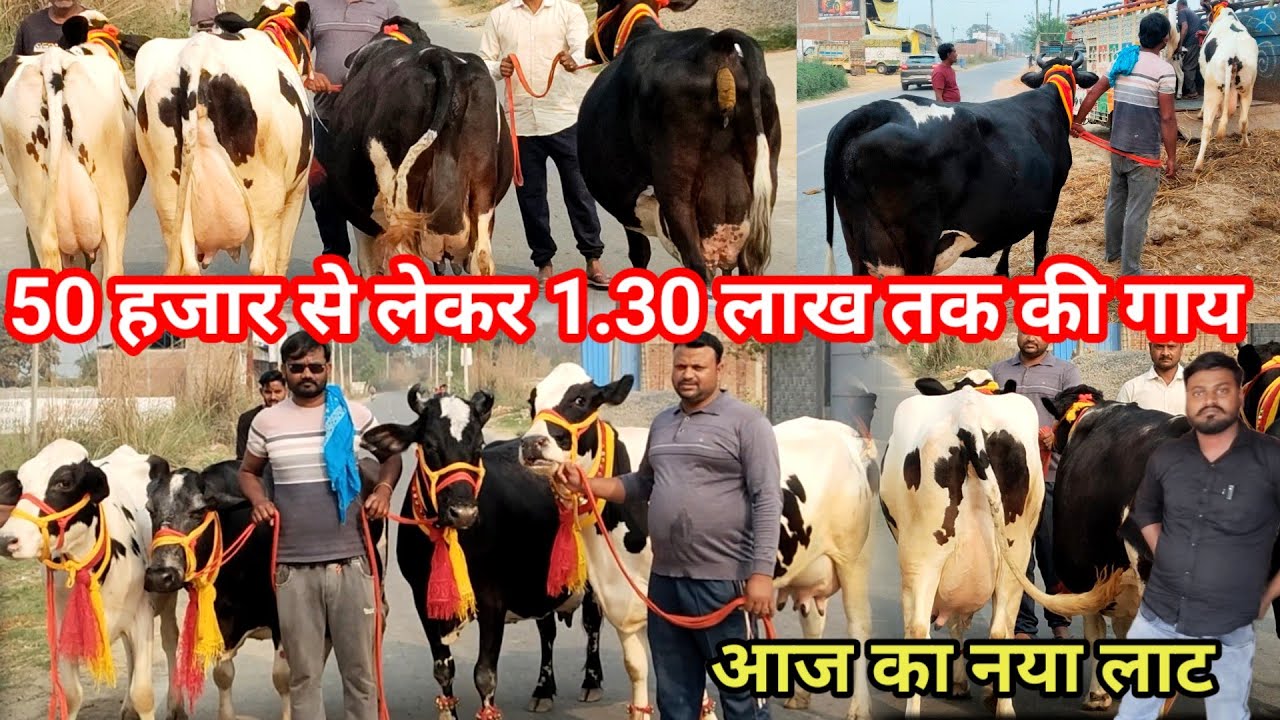 Govind rajput dairy farm bithoor kanpur || Hf sahiwal Jersey cross breed cow dairy farm 