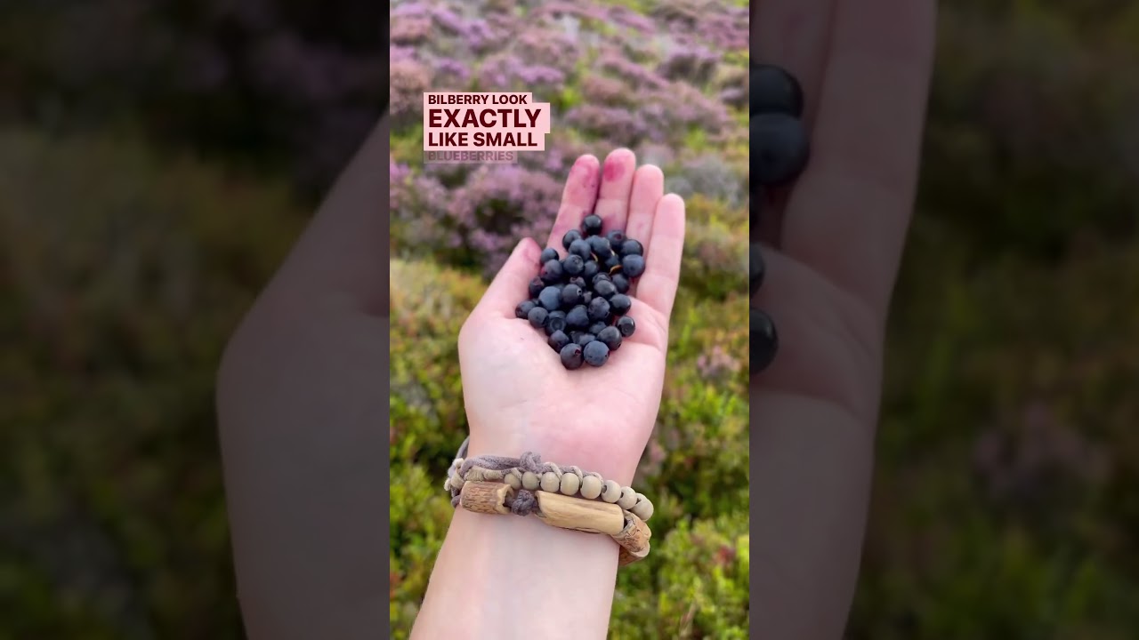 🍓 Сбор диких ягод! 🍓 Летние фрукты, подходящие для начинающих! #бесплатнаяеда #сбордикорастущихфр...
