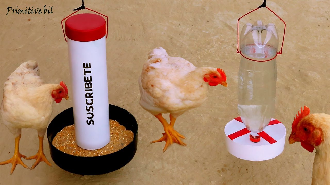 Como hacer comedero y bebedero para gallinas y pollos de PVC