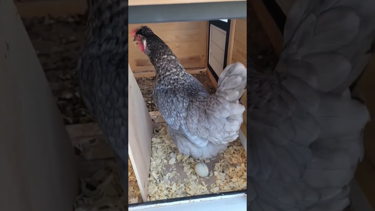 Just laid an egg! 