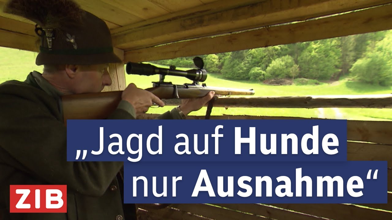 Jagd unter Beschuss: Wolf, Hundeabschuss und Trophäen im Faktencheck | Aktuell nach eins 16.05.2025
