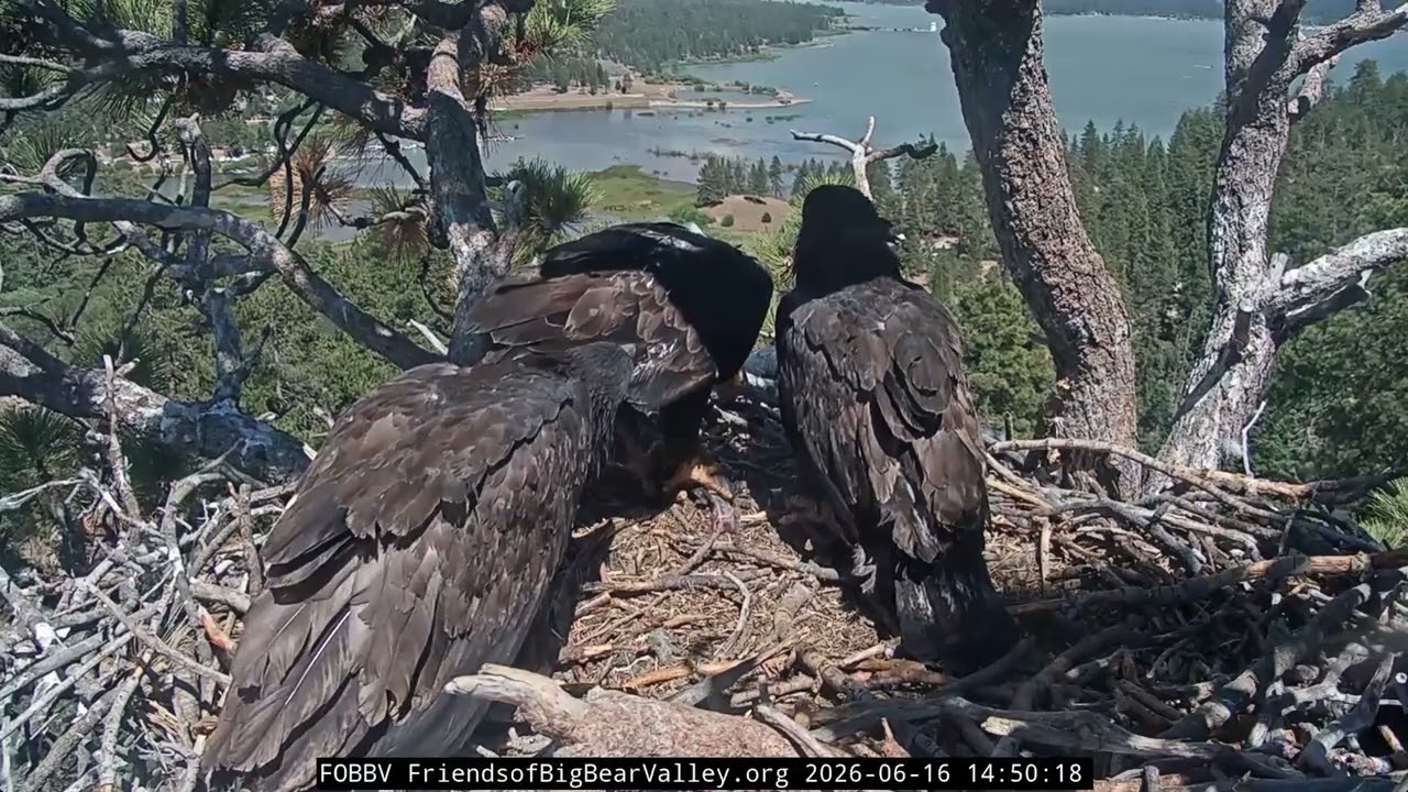 Back to back fish delivery from Jackie and Shadow | 6.16.26