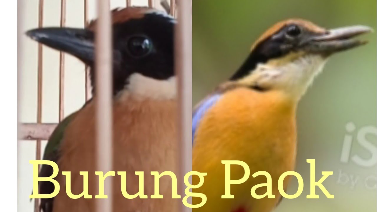 Apa Makanan burung paok,pitta,bakau,agar gacor,burung ter Indah harga Jutaaan,burung Impor