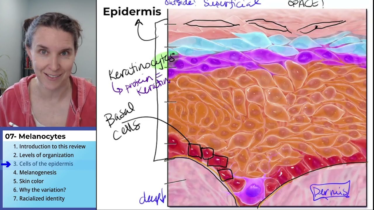 Melanocytes 3- Cells of the epidermis