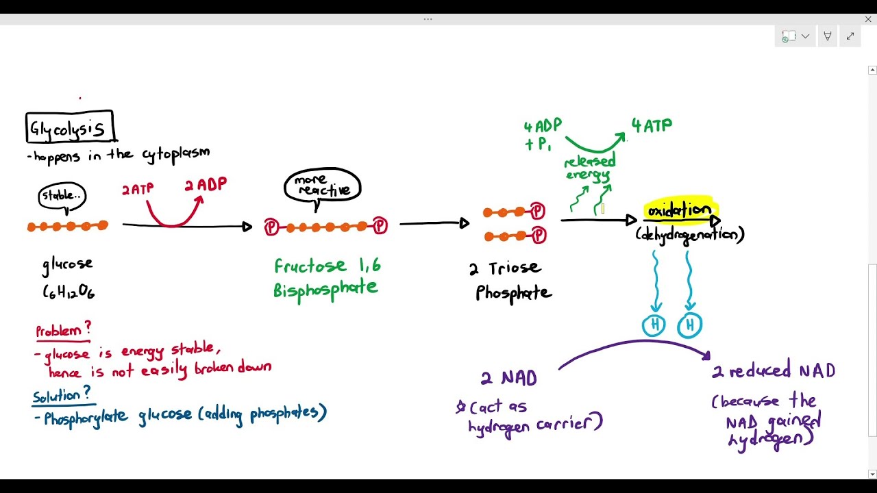 12-5 Glycolysis (Cambridge AS A Level Biology, 9700)