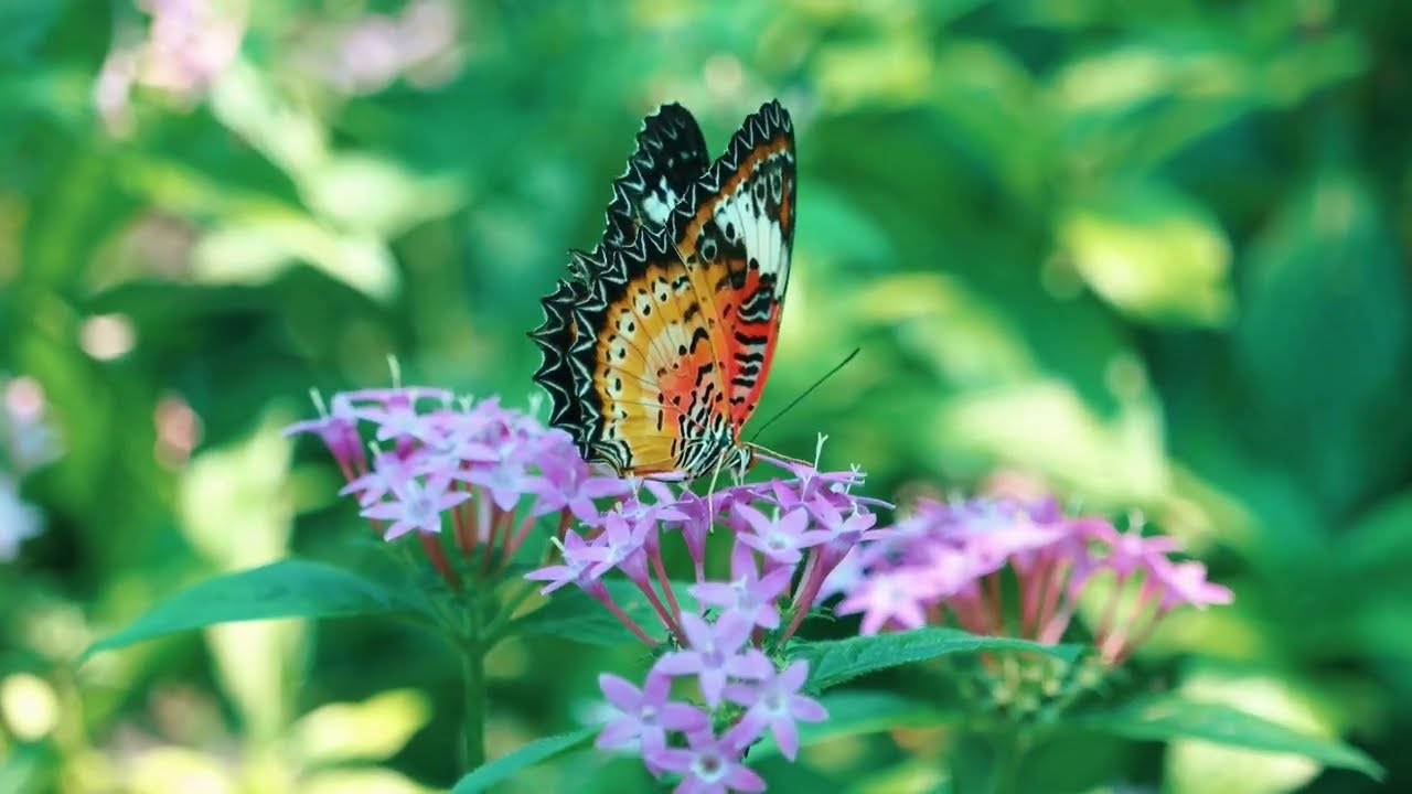 Sementes de Espiritualidade - 01 MARÇO - A essência revelada