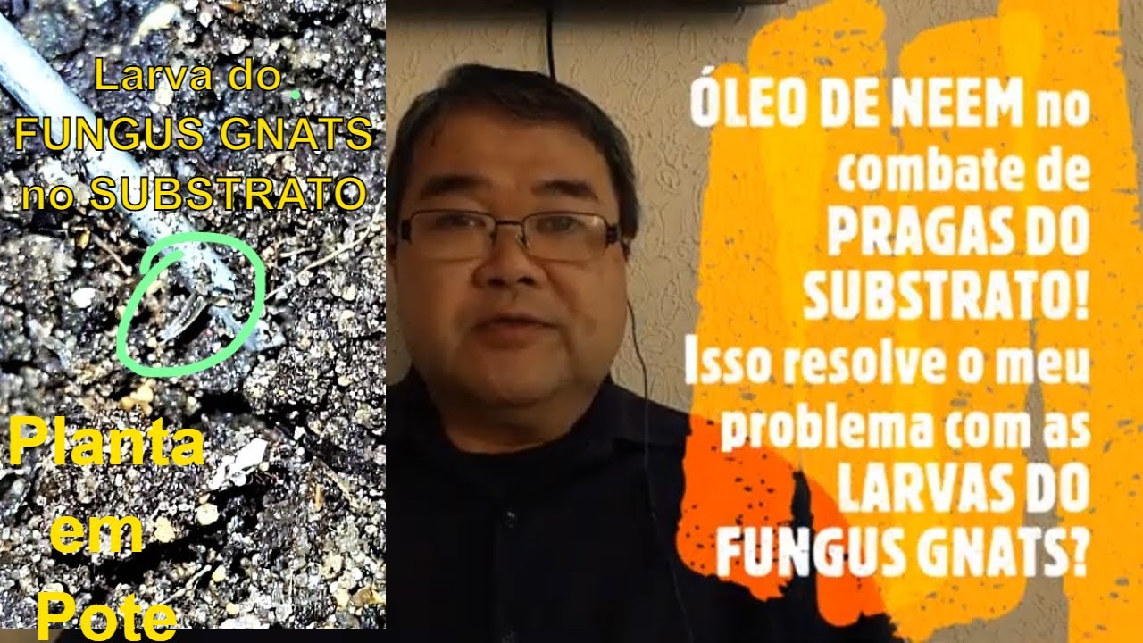 ÓLEO DE NEEM no combate de PRAGAS DO SUBSTRATO! Isso é possível? Prof.Roberto Takane