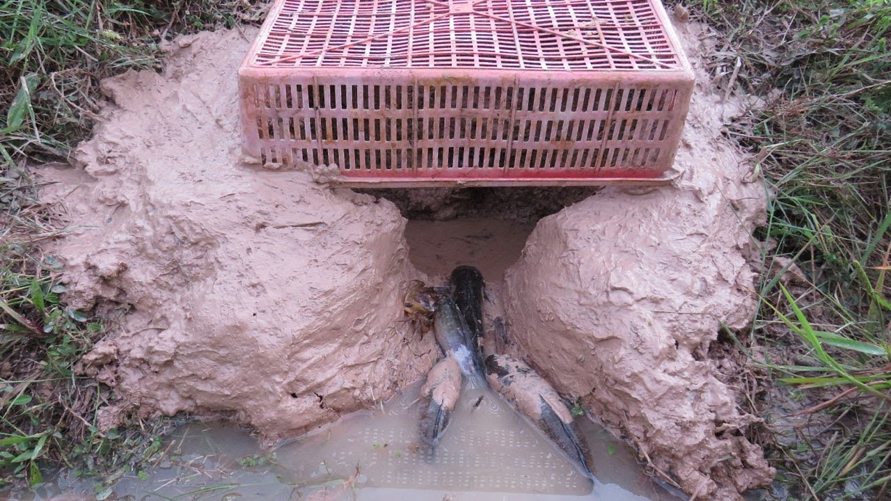 Who Know This Fishing? Best Fish\Crab Trap Using Deep Hole & Plastice Basket Make By Smart Children