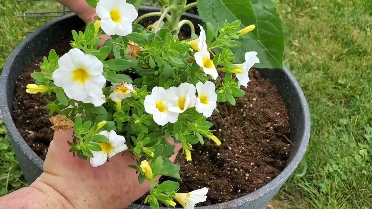 Flea Market and Friend Plant Haul